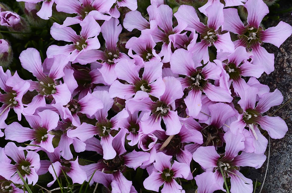 Saponaria pumila / Saponaria minore